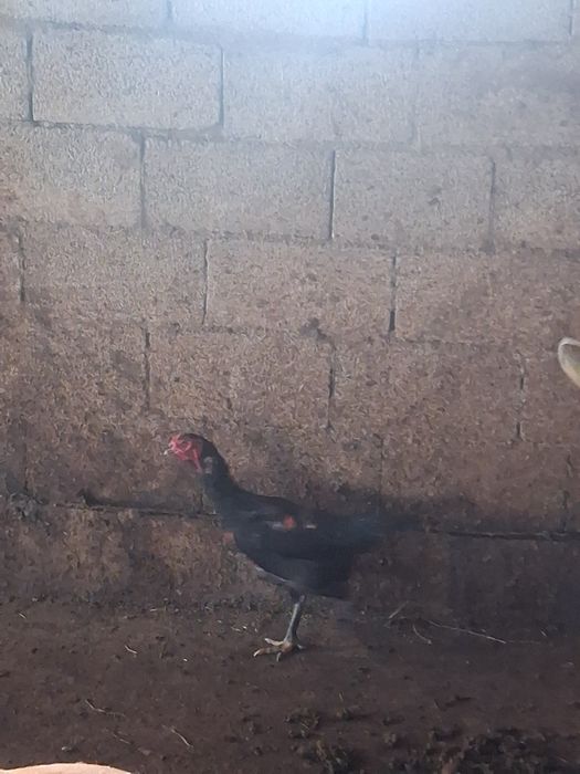 Продам 2 даканки курицы