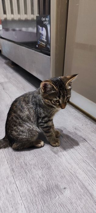 Отдам котёнка в добрые руки