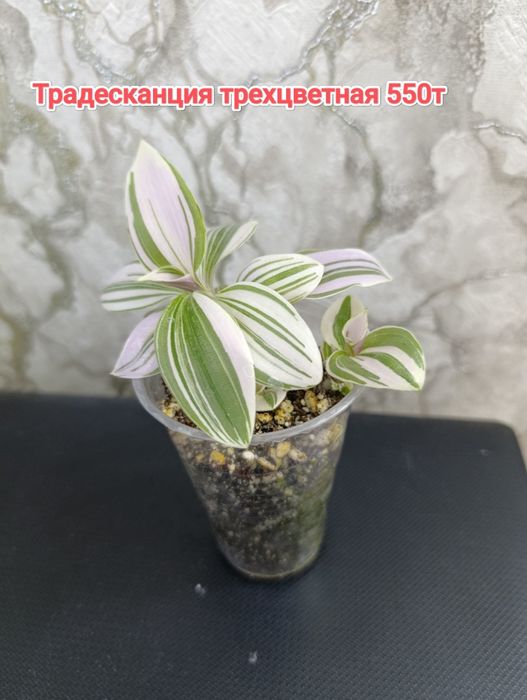 Традесканция и др  растения