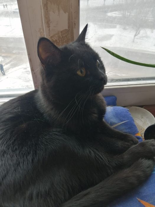 Срочно!Кота в добрые руки!