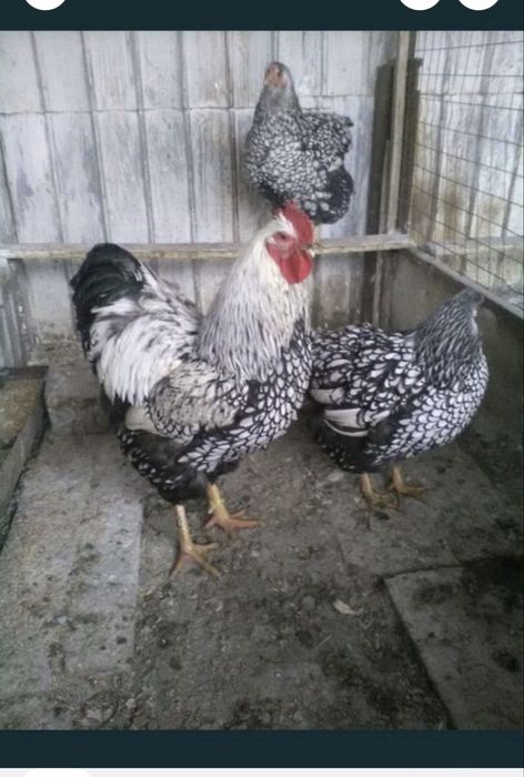 Gaini Wyandotte si oua de incubat Wyandottw