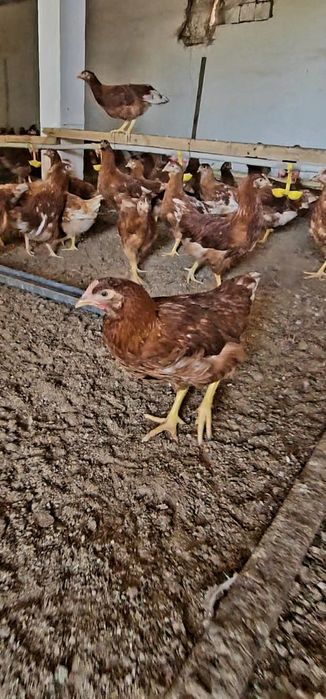 Цыплята несушки Ломан Браун