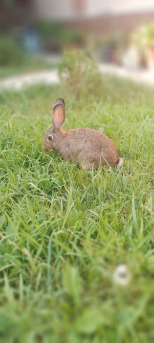 Quyonlar sotilad Прадаютса кролики