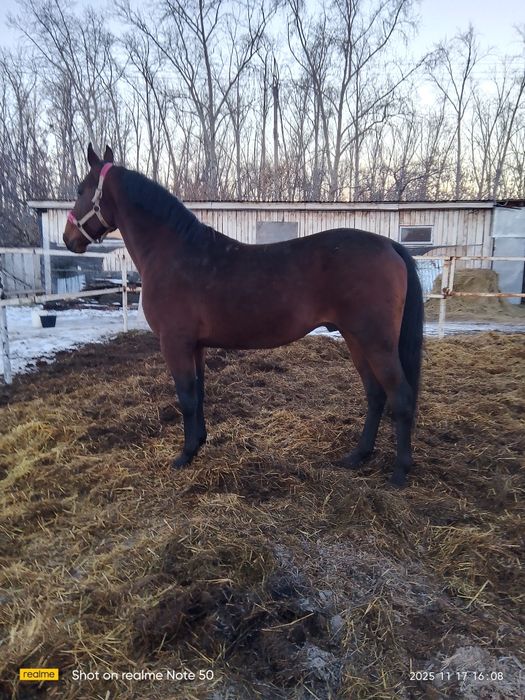 Продаетца американский рысак