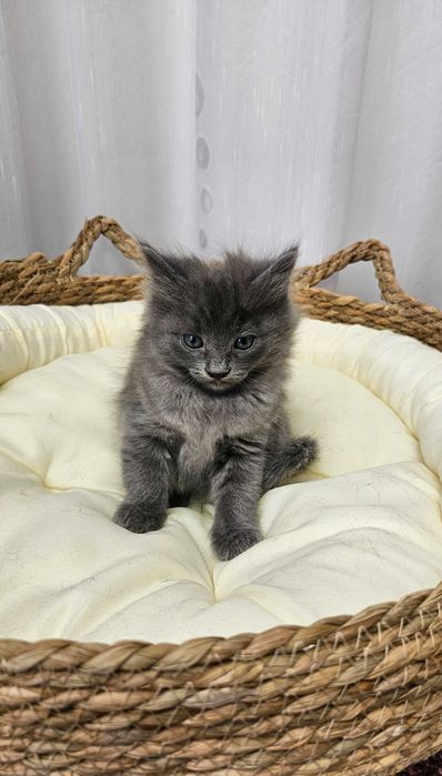 Pui Nebelung ,gri superb