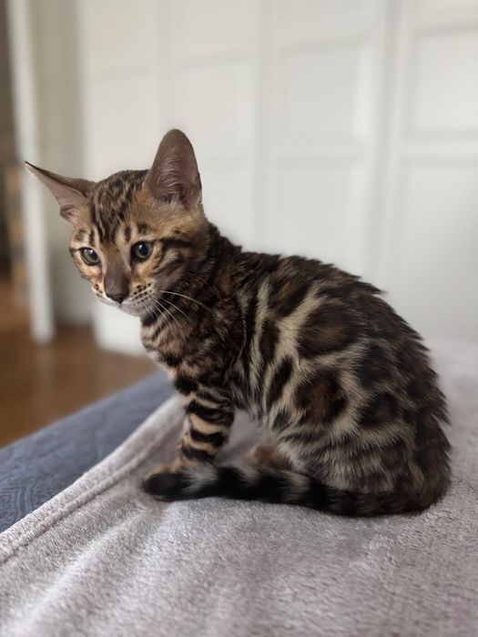 Pui Bengal pur – 10 săptămâni – Mascul