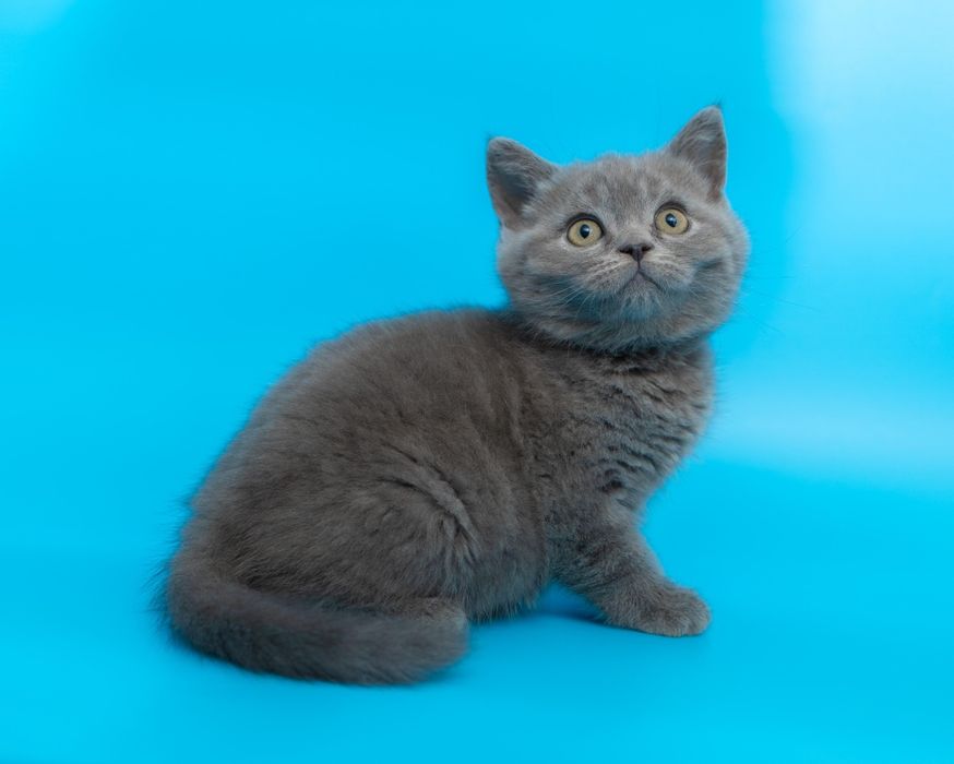 Британский короткошерстный котенок