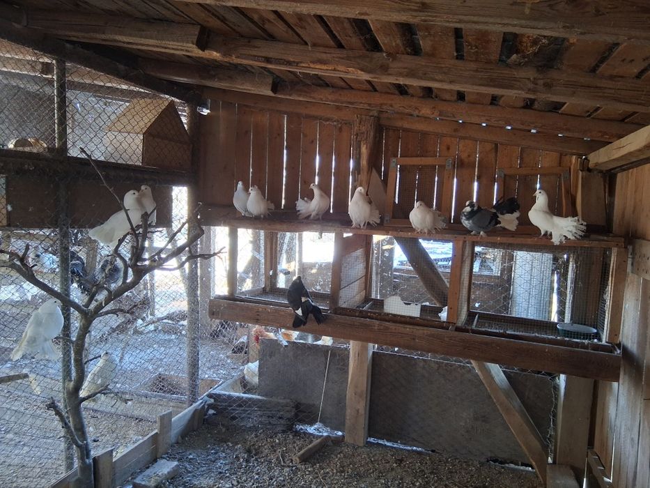 Vand porumbei Curcani de ornament 30 lei bucata