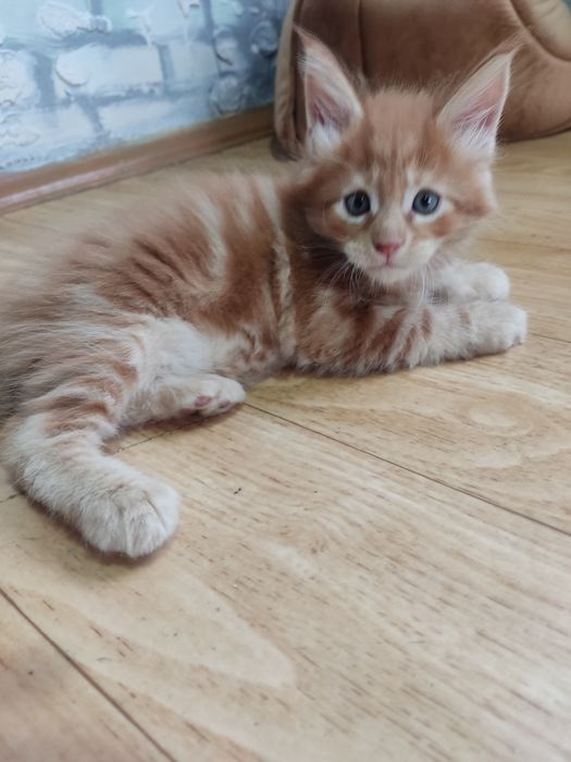 Продается котенок породы Мейн-кун