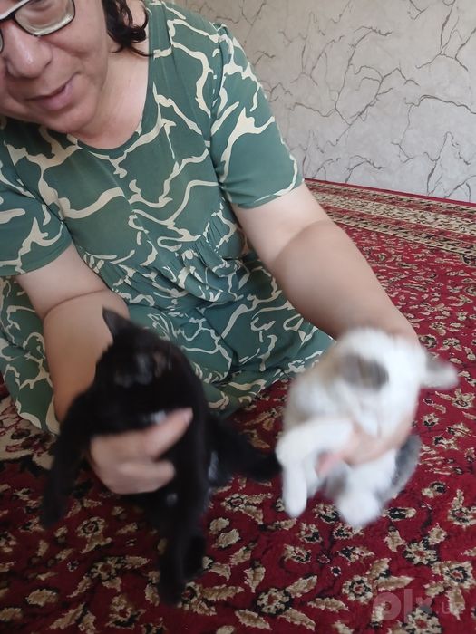 Кошки за 100 сум