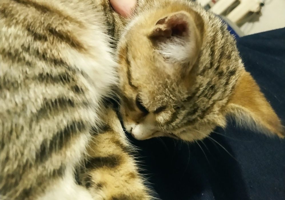 Отдам котенка. Кошечка девочка.