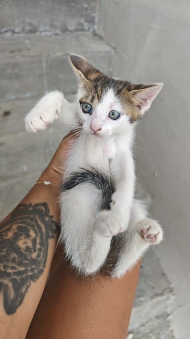 Pisoi mici spre adopție