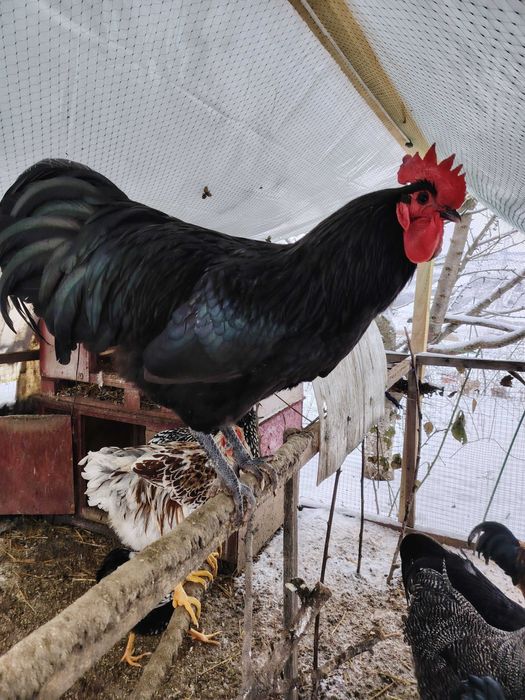 Cocosi din primăvară-vara 2025