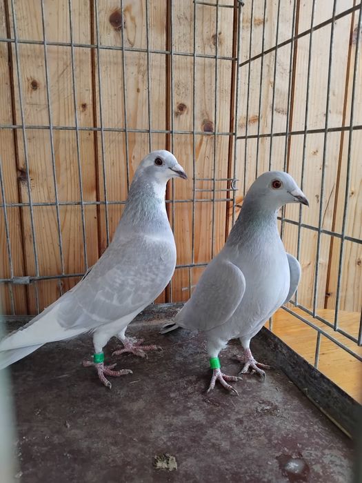 Porumbei voiajori milky