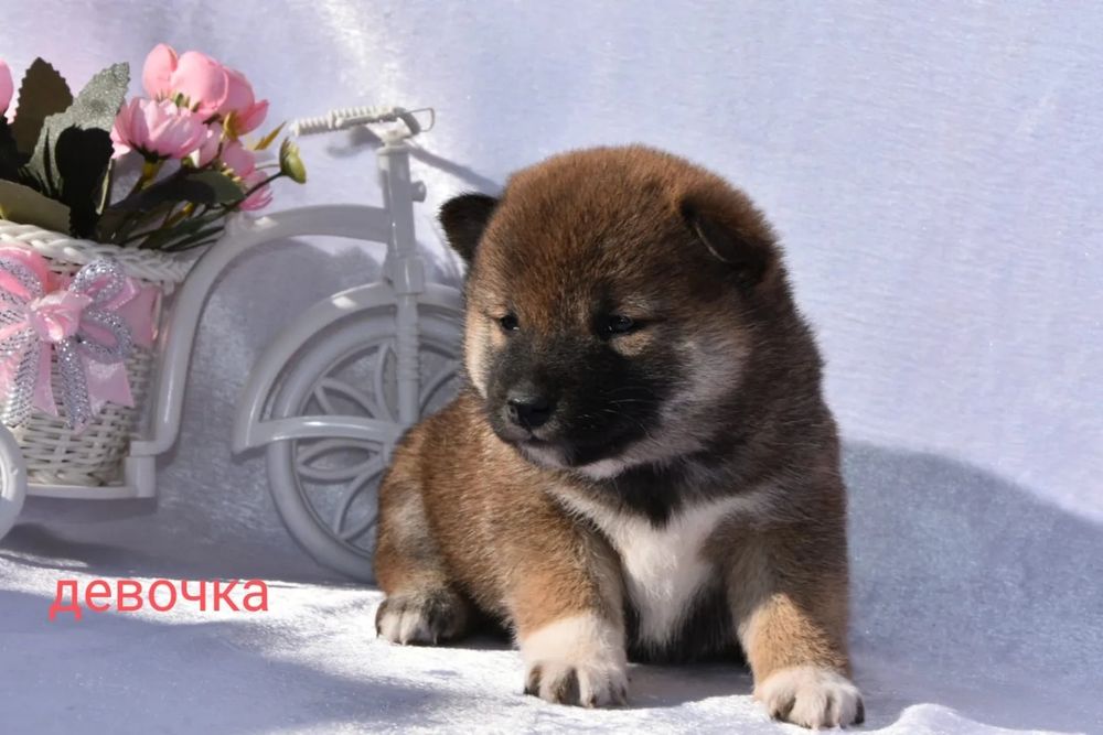 Щенки сиба ину мальчик и девочка