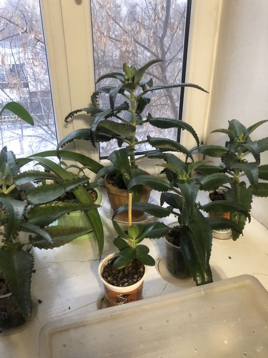 Цветок Коланхое