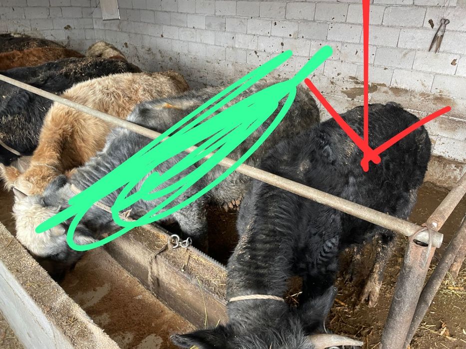 продам бычков 4 головы