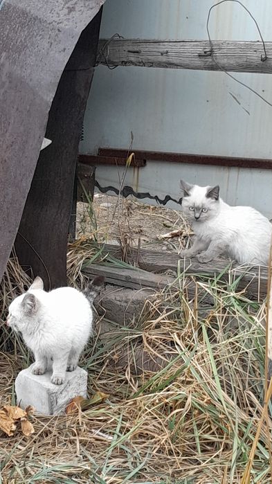 Отдам котят в добрые руки