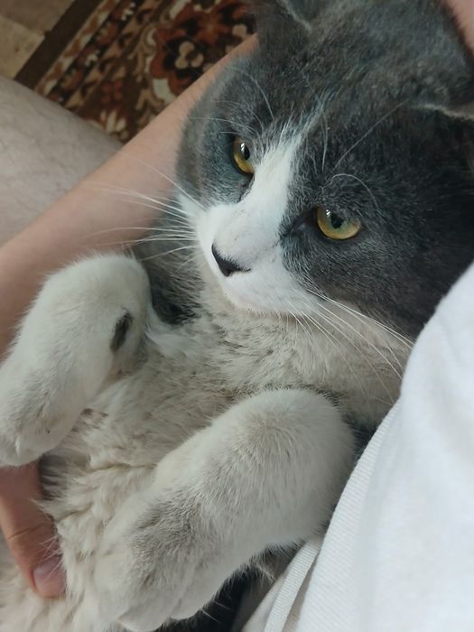 Mushuk sotilad mushuk