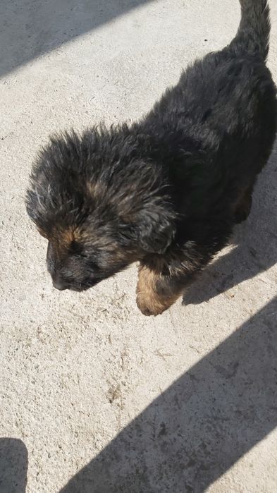 Продаются щенки Немецкой Овчарки .