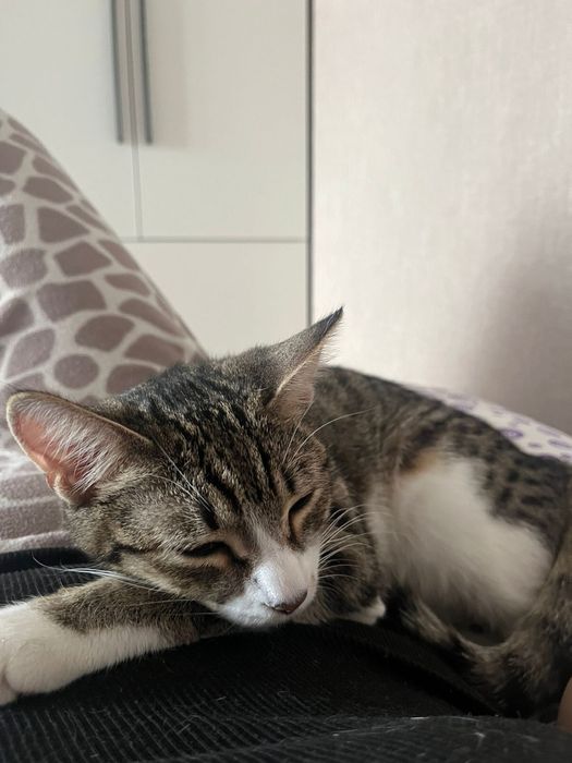 отдам кошку в добрые руки