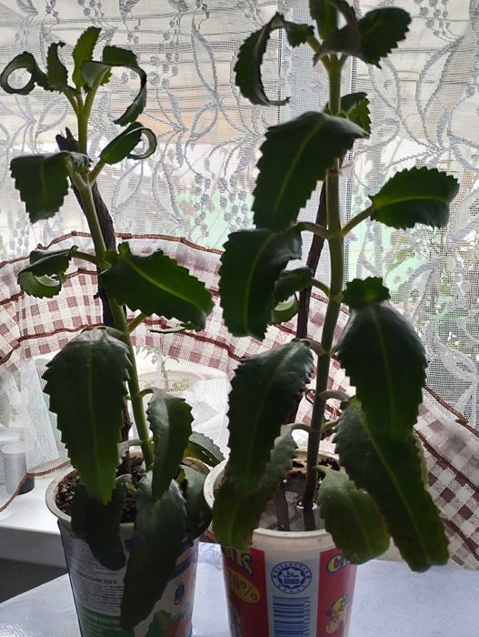 Продаю лечебный Каланхоэ, район Саяхата.