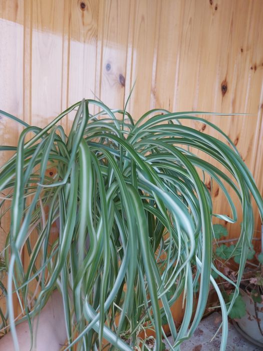 Хлорофитум,  хризантема