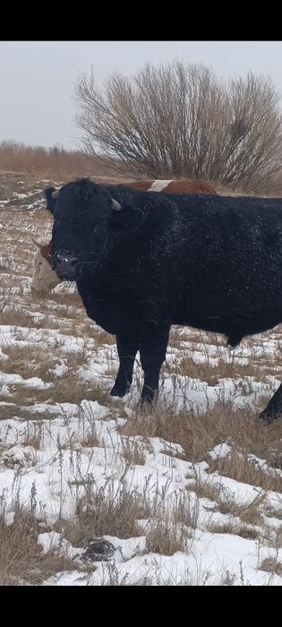 Бык на мясо племенные