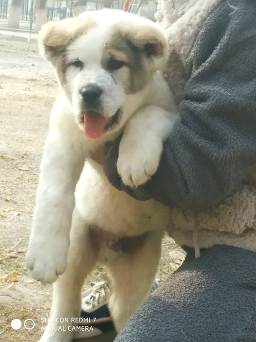 Шенок Алабая чистокровный