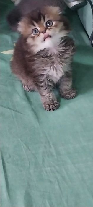 Хейланд фолд шиншила