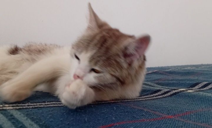 Кот ищет дом. любим