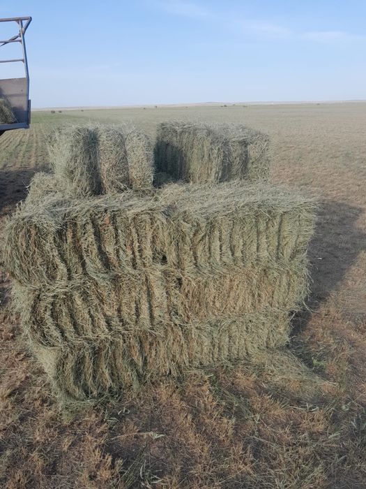 Продается сено в тюках, 1000 тенге