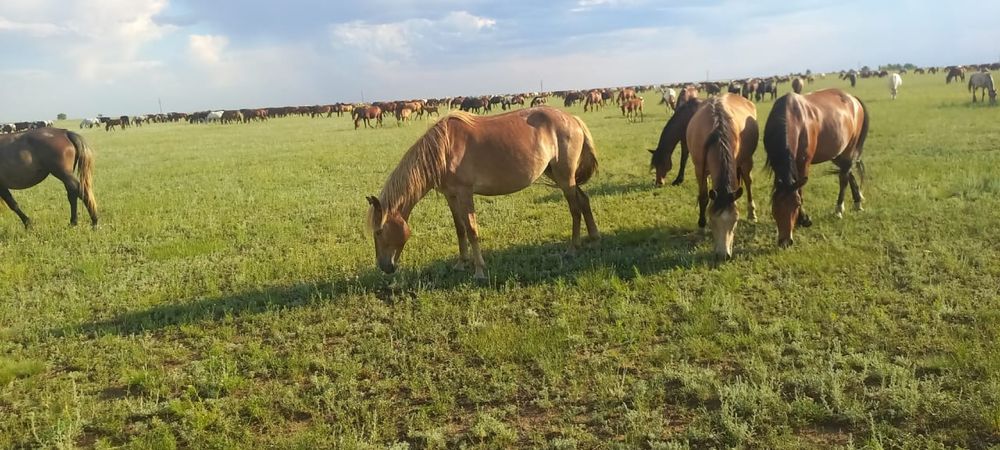 Биелер сатылады