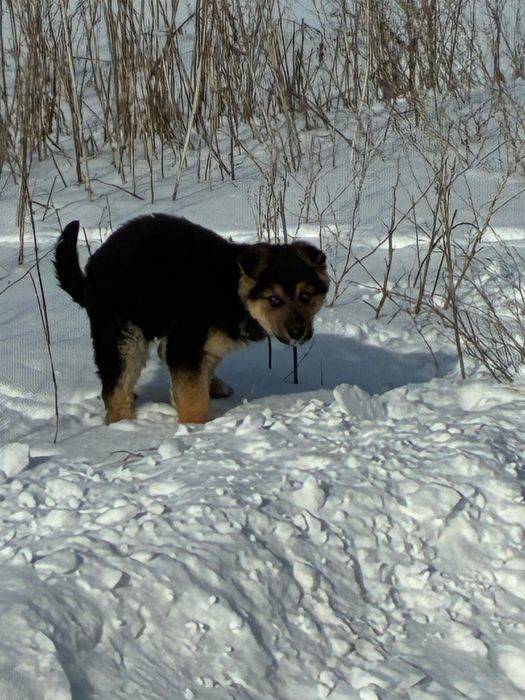 Ищем дом шенку добрые руки