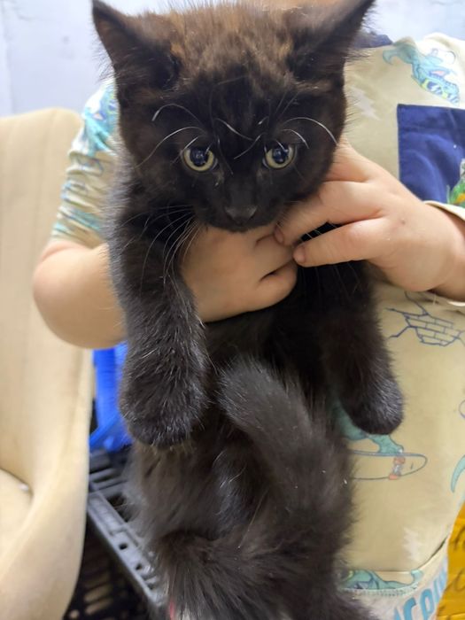 Отдам котят в добрые руки