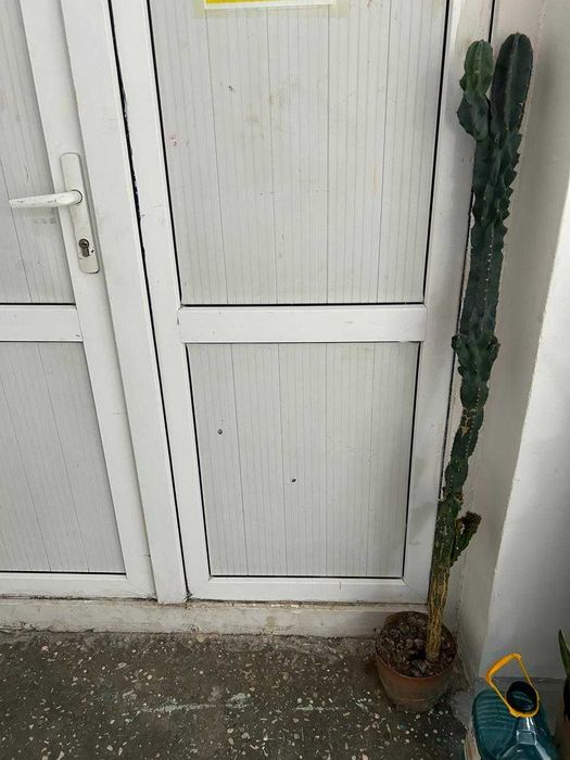 Кактусы, комнатные растения