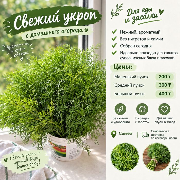 Укроп домашний .
