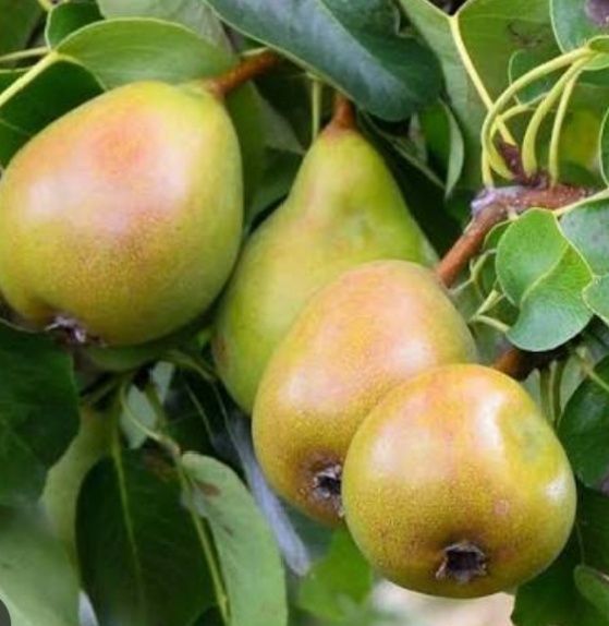 Продам Домашнию Сочную Грушу