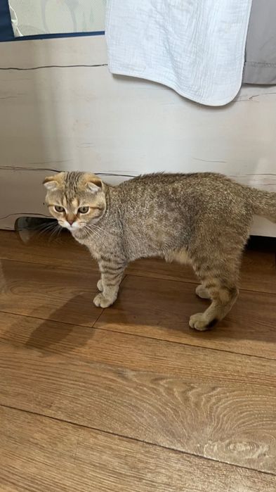 Котенок шотландский вислоухий