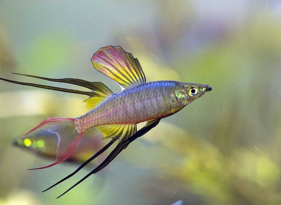 Фантастическая рыбка Ириатерина Вернера