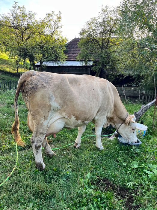 Vând vițea de ținut din taurul Hokupokus