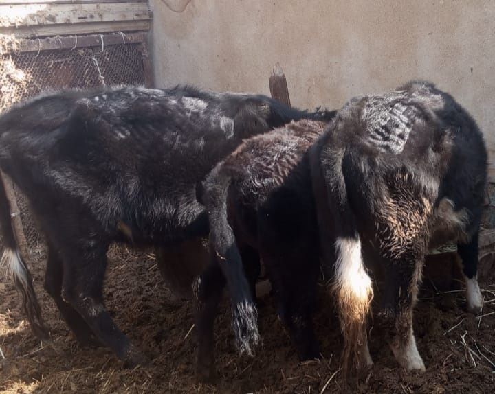 Сиырлар сатылады