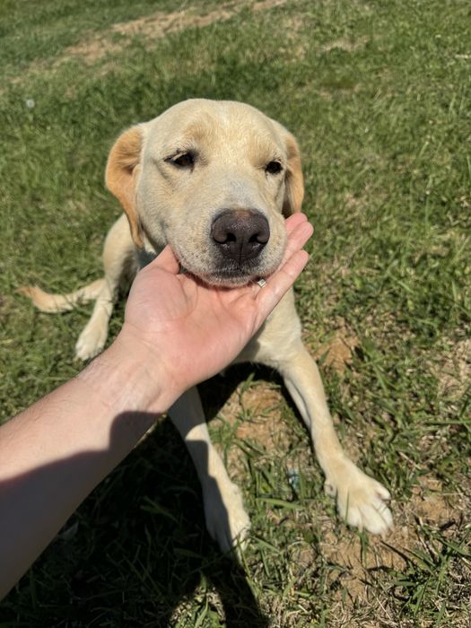Donez spre adoptie catelusa Golden Retriever 3 ani