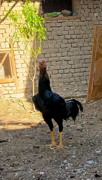 Тульяк кореец сатылады