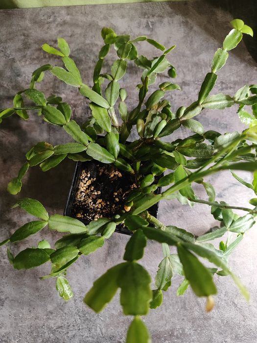 Шлюмбергера (декабрист)