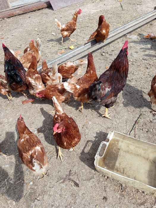 Продам кур и петухов