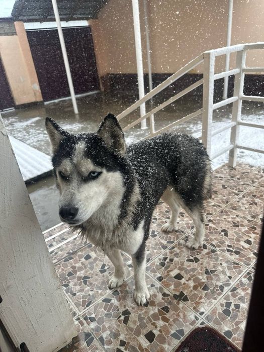 Породистакая собака Хаски