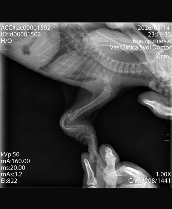 Кошечка 1,5 месяц
