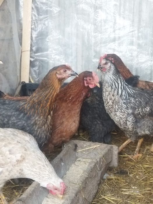 Продам куры домашние