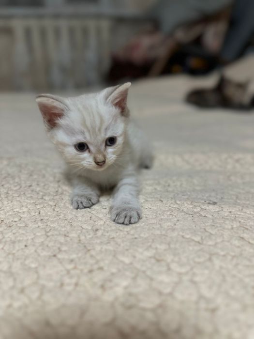 Отдаем котят БЕСПЛАТНО
